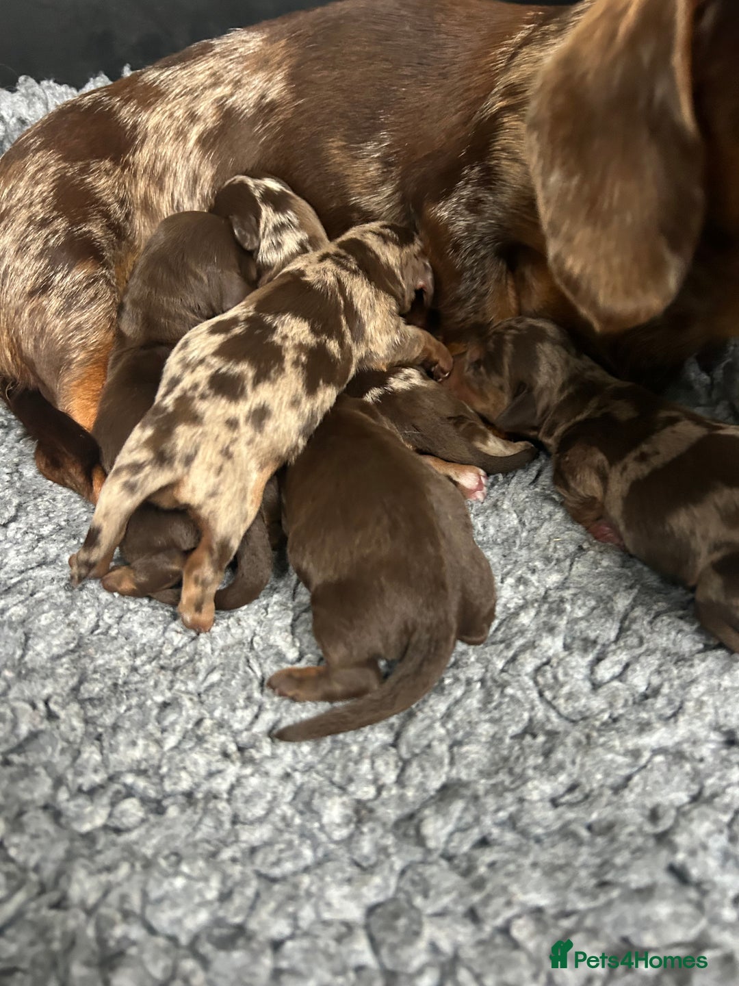 Miniature Dachshund dogs for sale: Miniature dachshund puppies  - Image 2