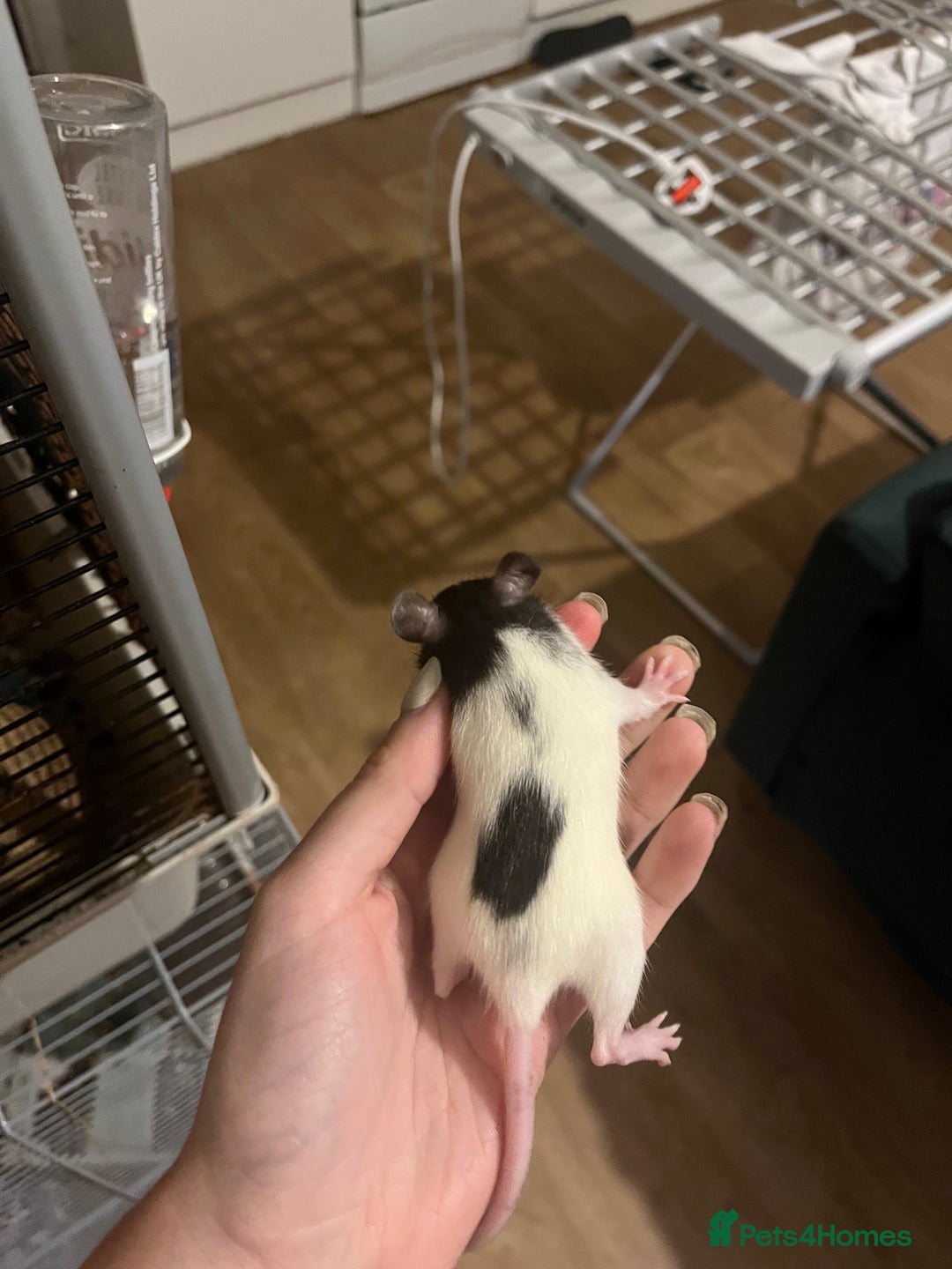 Rat rodents for sale: Baby rats - Image 14