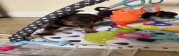 Rottweiler dogs for sale: Rottweiler pups  - Advert 10