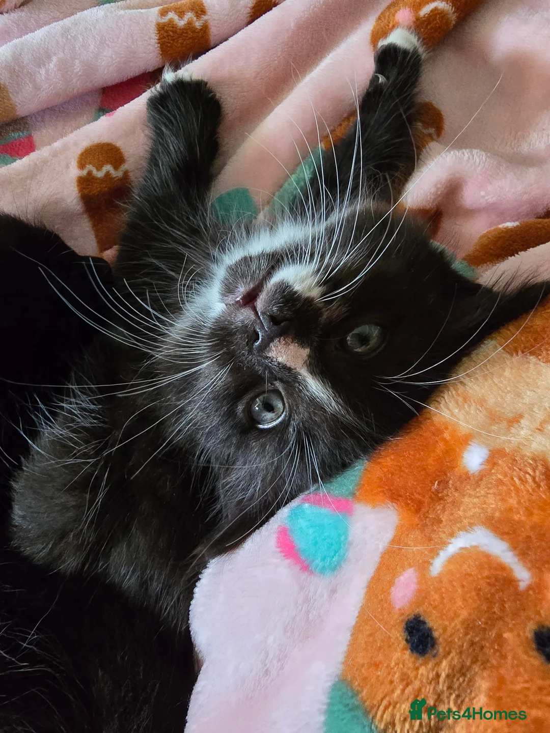 Mixed Breed cats for sale: Last fluffy kitten  - Advert 2