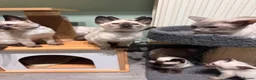 Siamese cats for sale: 6 affectionate traditional Siamese kittens ready - Advert 7