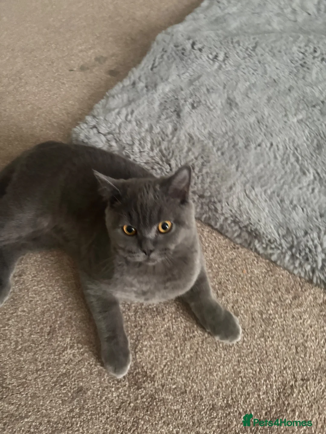 British Shorthair cats for sale: Miss Wendy in Wednesbury - Advert 2