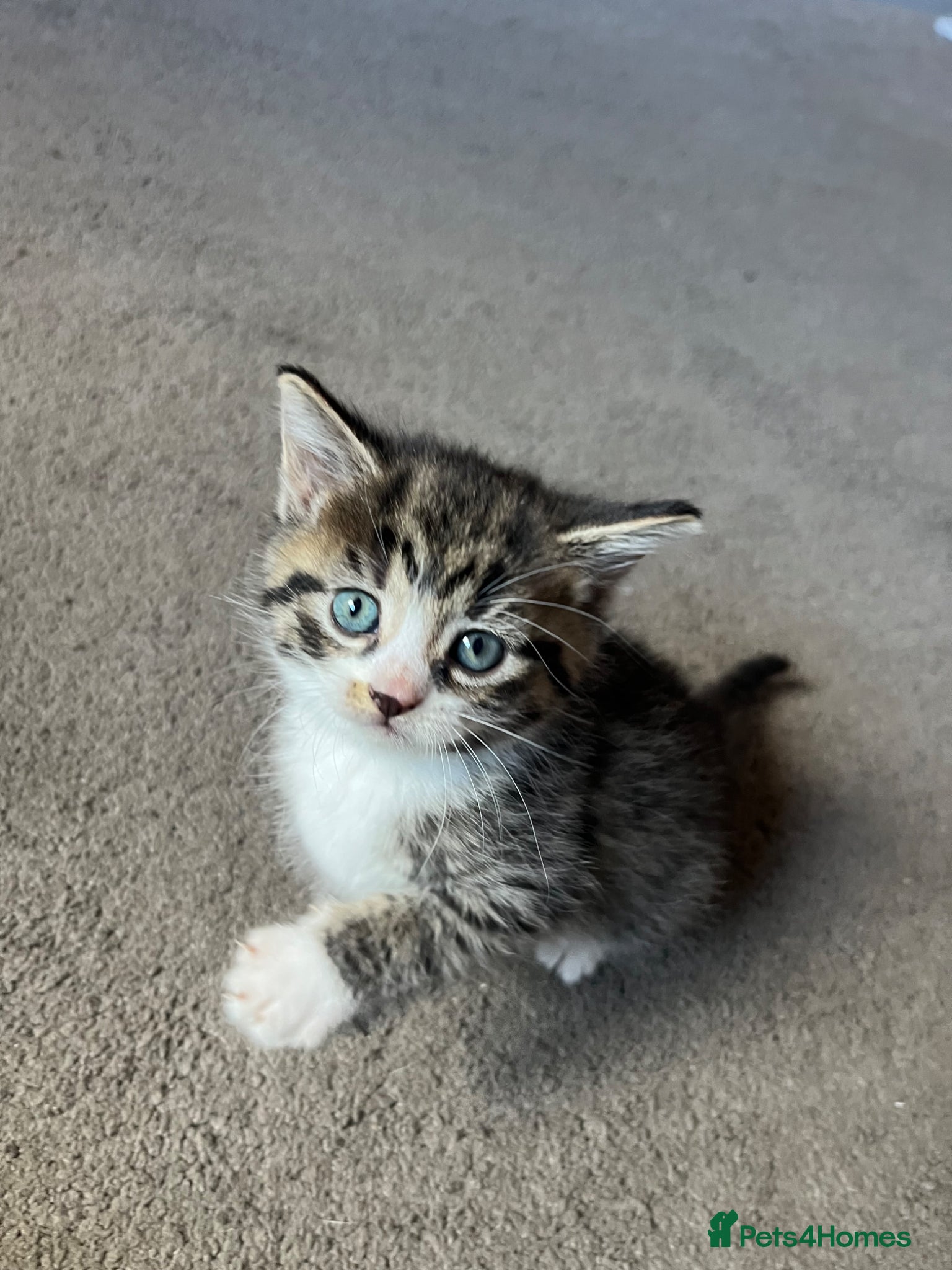 Mixed Breed cats 🐾 One Gorgeous Blue-Eyed Kitten left 🐾 - Advert 16
