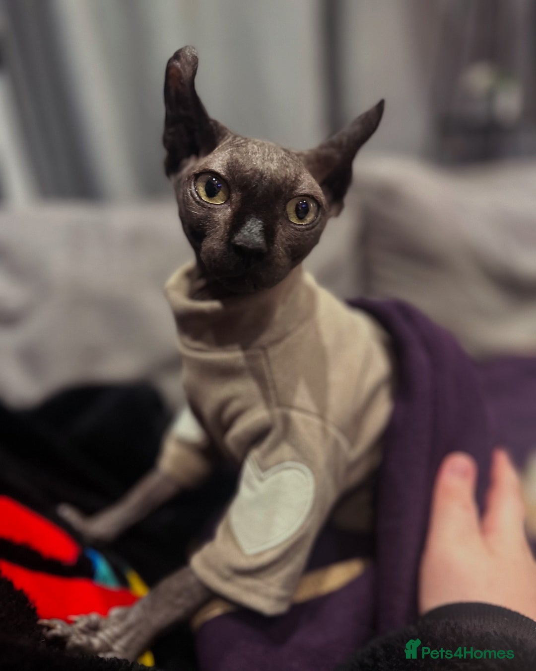 Sphynx cats for stud: Stunning blue Elf - Advert 16