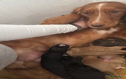 Cocker Spaniel dogs for sale: Cocker spaniels  - Image 19