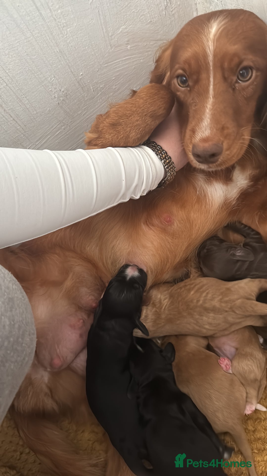Cocker Spaniel dogs for sale: Cocker spaniels  - Image 19