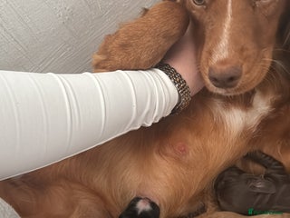 Cocker Spaniel dogs - Advert 17