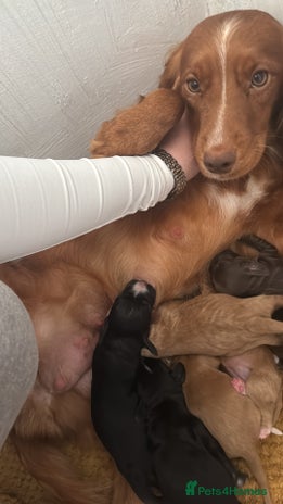Cocker Spaniel dogs - Advert 2