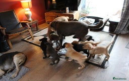 Labrador Retriever dogs for sale: Labrador Pupsfor Sale – Yellow, Chocolate, Black  - Image 17