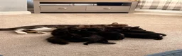 Mixed Breed cats for sale: Mixed Breed Black Kittens in Thetford - Advert 4