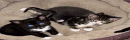 Domestic Shorthair cats for sale: Kittens for sale  in Harrogate - Advert 7