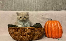 Scottish Fold cats for sale: !4 LEFT! BEAUTIFUL SCOTTISH FOLDS FOR SALE - Image 3