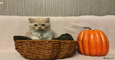 Scottish Fold cats - Advert 12