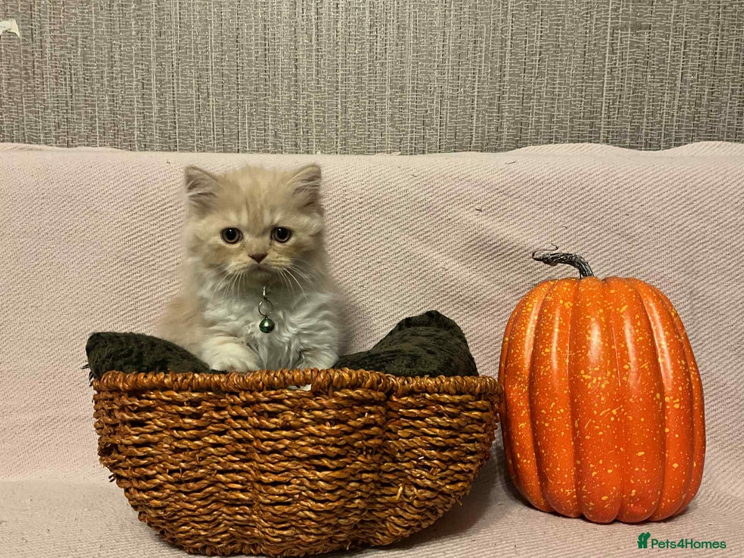 Scottish Fold cats for sale: !4 LEFT! BEAUTIFUL SCOTTISH FOLDS FOR SALE - Image 3