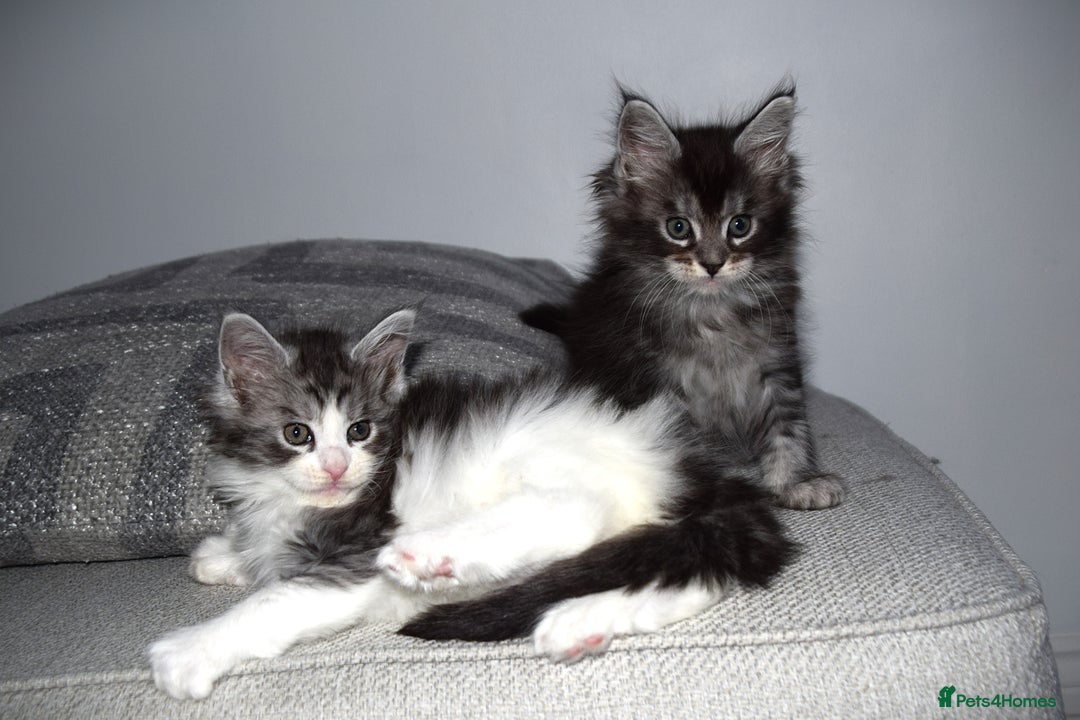 Maine Coon cats for sale: Maine Coon kittens/ Ready to Now    - Advert 20