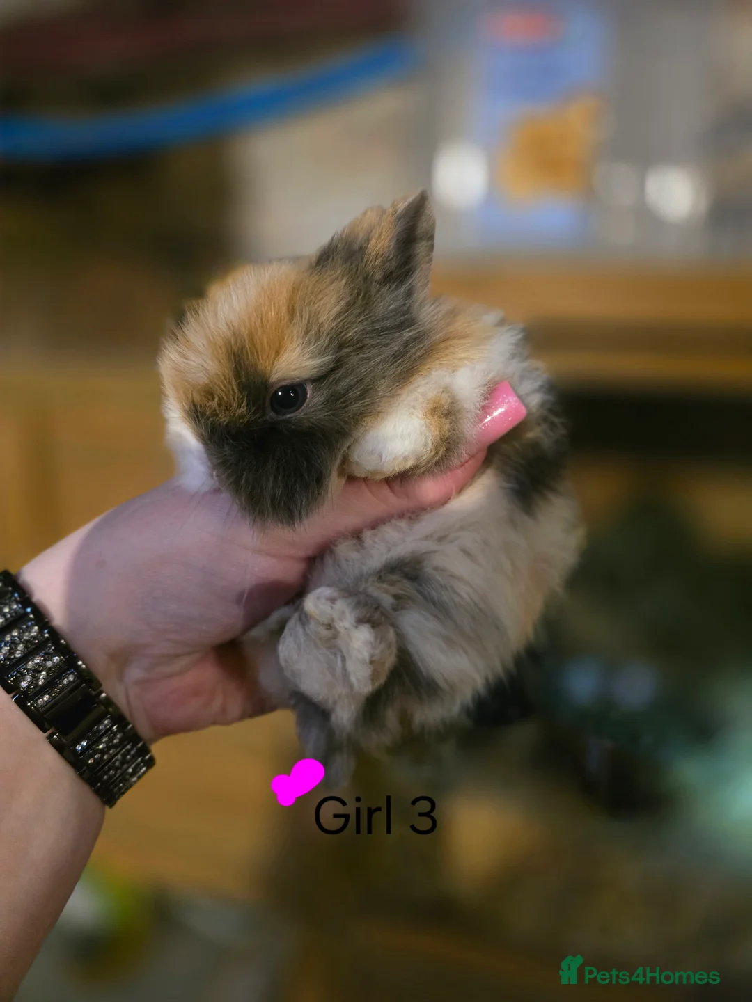 Lionhead rabbits for sale: Double Mained Lionheads Ready For Reserve  - Advert 4