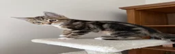Mixed Breed cats for sale: Half Bengal Kittens - Advert 3
