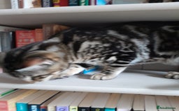 Savannah cats for sale: Full Pedigree TICA Reg Marbled Savannah Boy Kitten - Image 22
