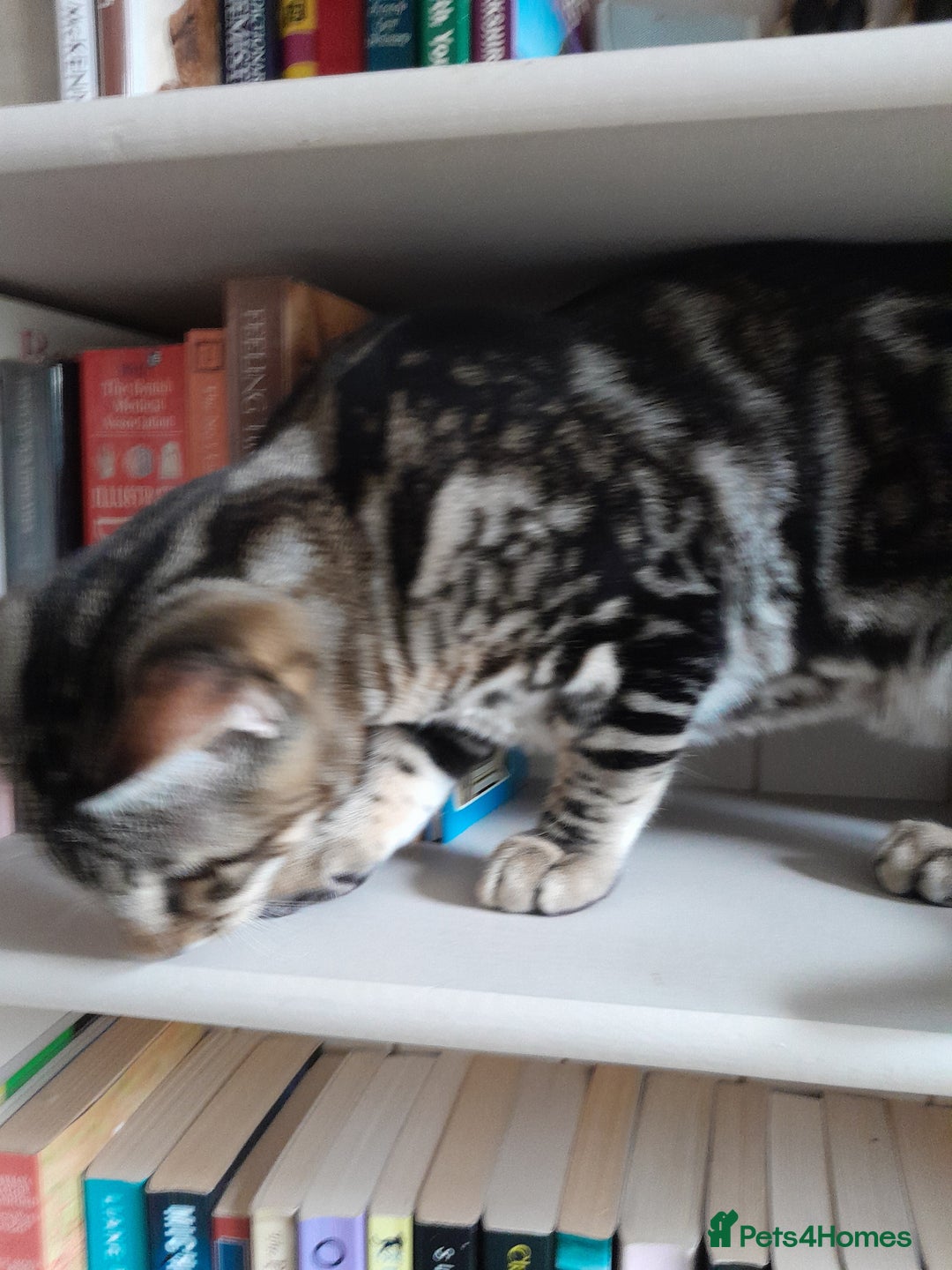 Savannah cats for sale: Full Pedigree TICA Reg Marbled Savannah Boy Kitten - Image 22