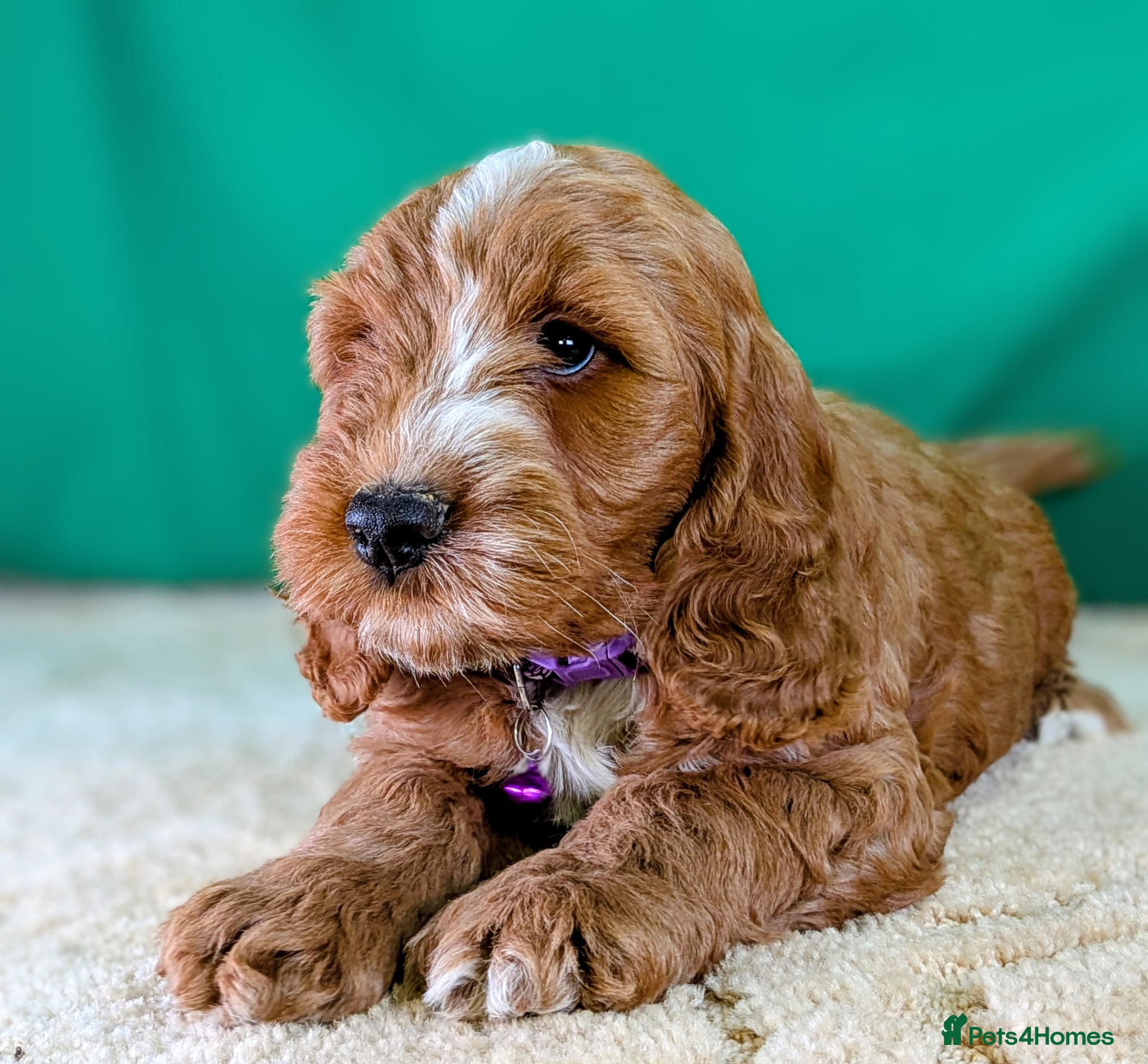Cockapoo dogs Fully vaccinated F1 Cockapoo puppies - Advert 1