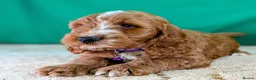 Cockapoo dogs for sale: 🐾 Your New Best Friend is Waiting! 🐾 - Advert 5