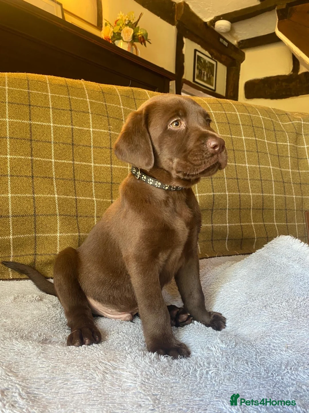 Labrador Retriever dogs for sale: Beautiful Chunky Labrador Puppies  - Advert 1