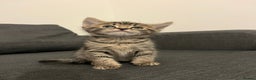 British Shorthair cats for sale: Beautiful playful kittens  - Advert 8
