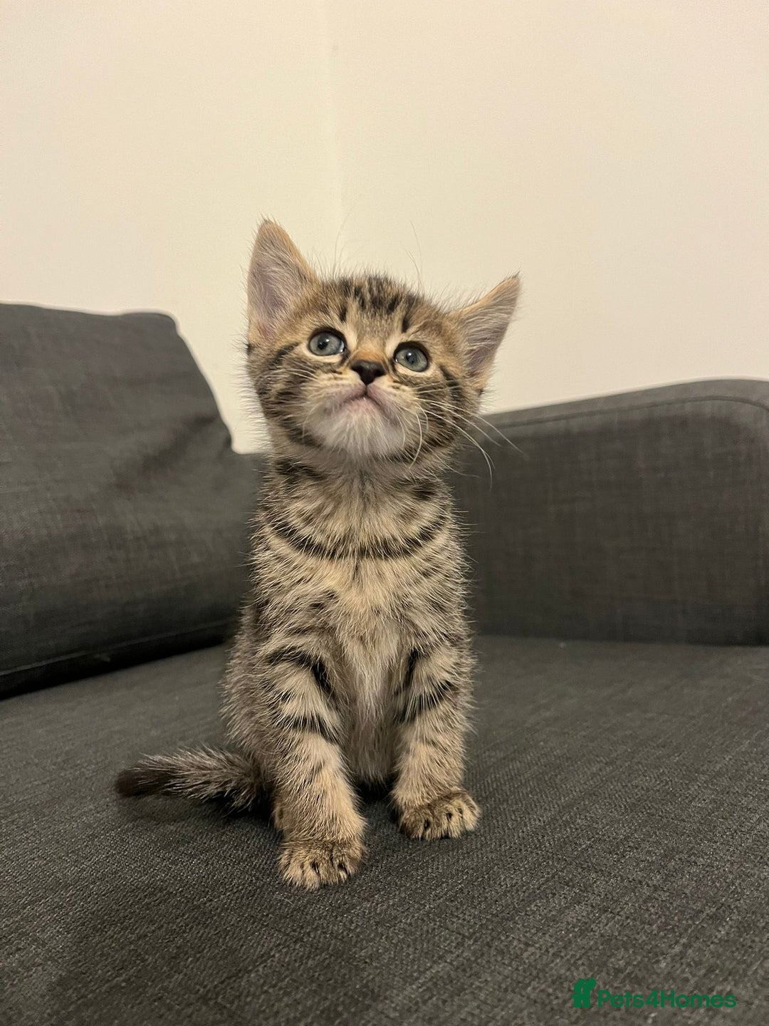 British Shorthair cats for sale: Beautiful playful kittens  - Advert 8