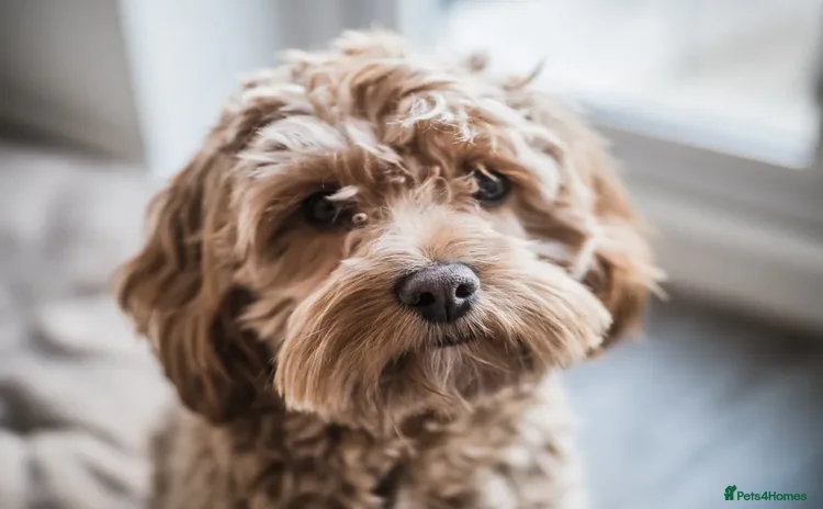 Cockapoo dogs - Advert 7