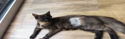 Mixed Breed cats for sale: Kittens for sale in Colchester - Advert 4