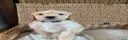 Labradoodle dogs for sale: Stunning Apricot & Cream Labradoodle Puppies 🐶 - Advert 20
