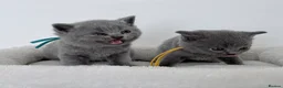 British Shorthair cats for sale: pure british shorthair kittens  - Advert 22