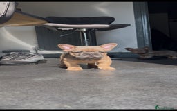 French Bulldog dogs for sale: Teddy bear floodle  - Image 24