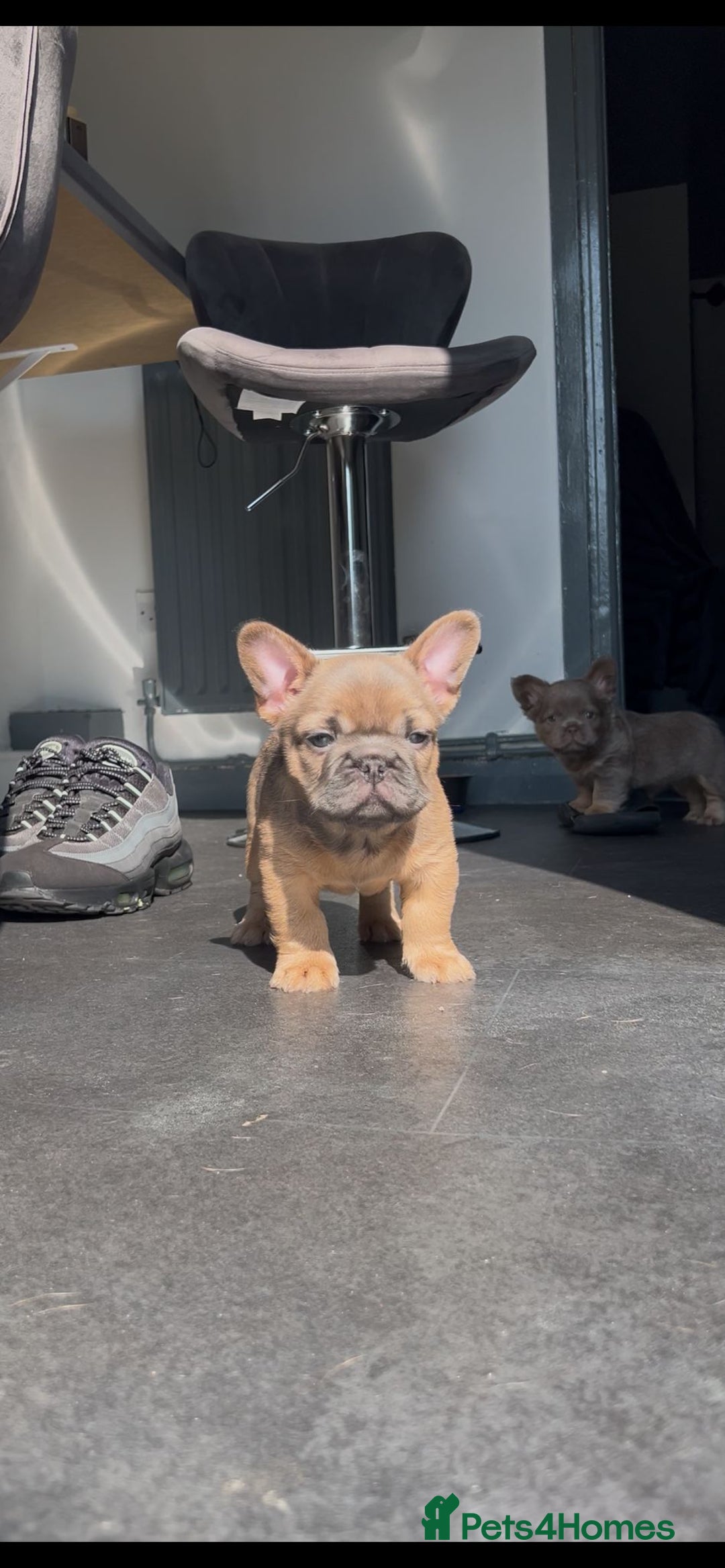 French Bulldog dogs for sale: Teddy bear floodle  - Image 24