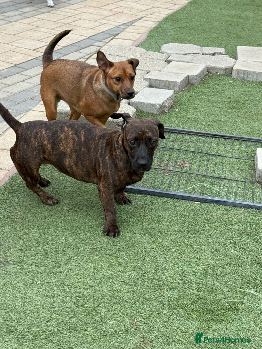 Mixed Breed dogs for adoption: Cutie Mimmi looking for love - Advert 5