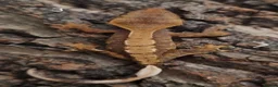 Gecko reptiles for sale: Juvenile Crested Geckos with full Lineage - Advert 10