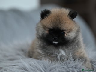 Pomeranian dogs Gorgeous small Pomeranian puppies 🧸 - Advert 16