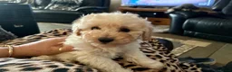 Toy Poodle dogs for sale: Stunning Toy Poodle Puppies - Advert 4