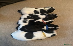 Cockalier dogs for sale: working cocker spaniel  - Image 3