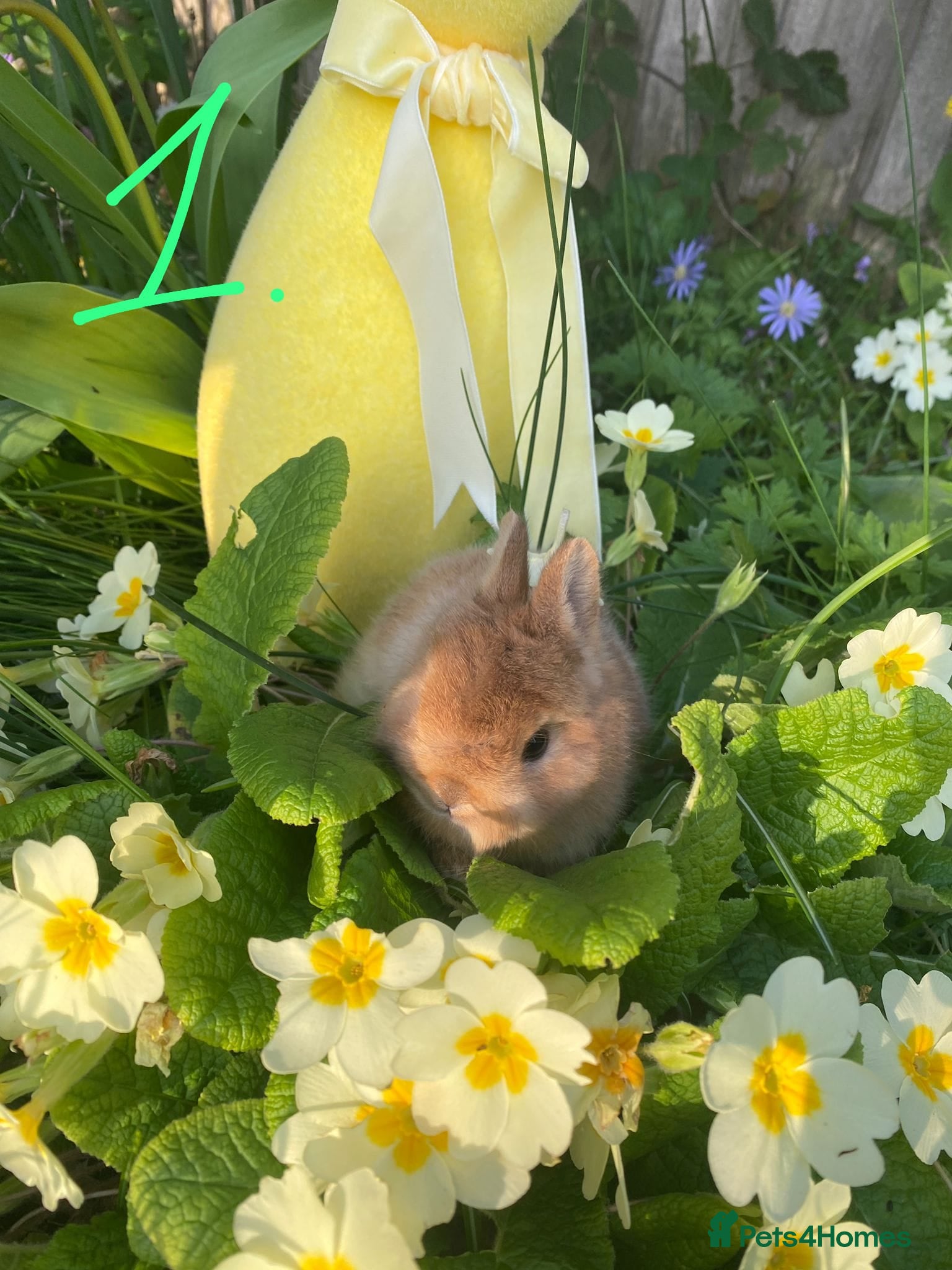 Netherland Dwarf rabbits Bunny mixed - Advert 1