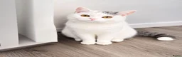 British Shorthair cats for sale: 🐾 Beautiful British Shorthair Girl - Advert 4