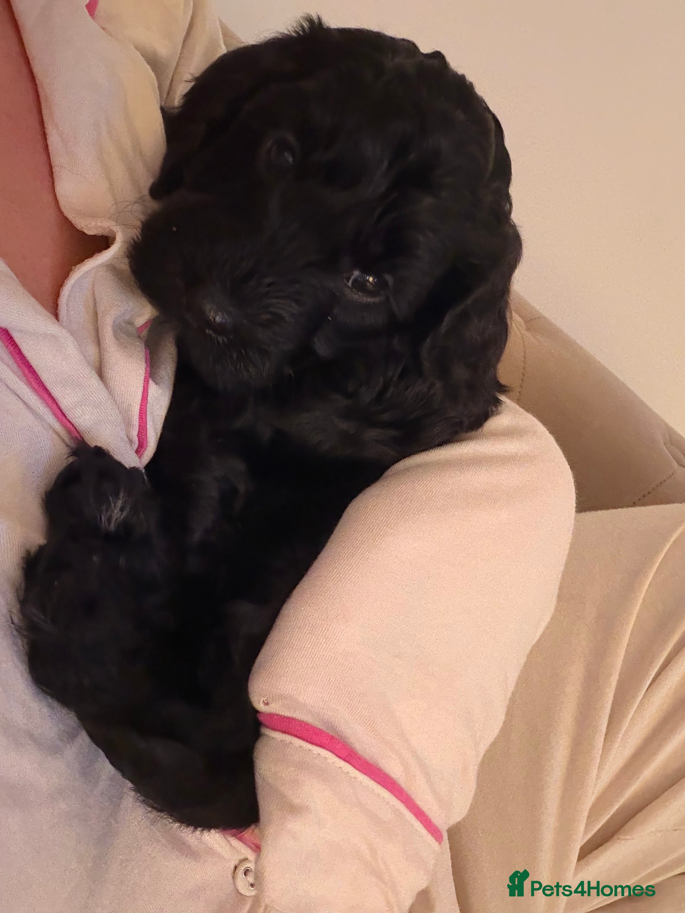 Cockapoo dogs ONLY 1 LEFT - Ready for home 25th December  - Advert 17