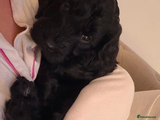 Cockapoo dogs ONLY 1 LEFT - Ready for home 25th December - Advert 13