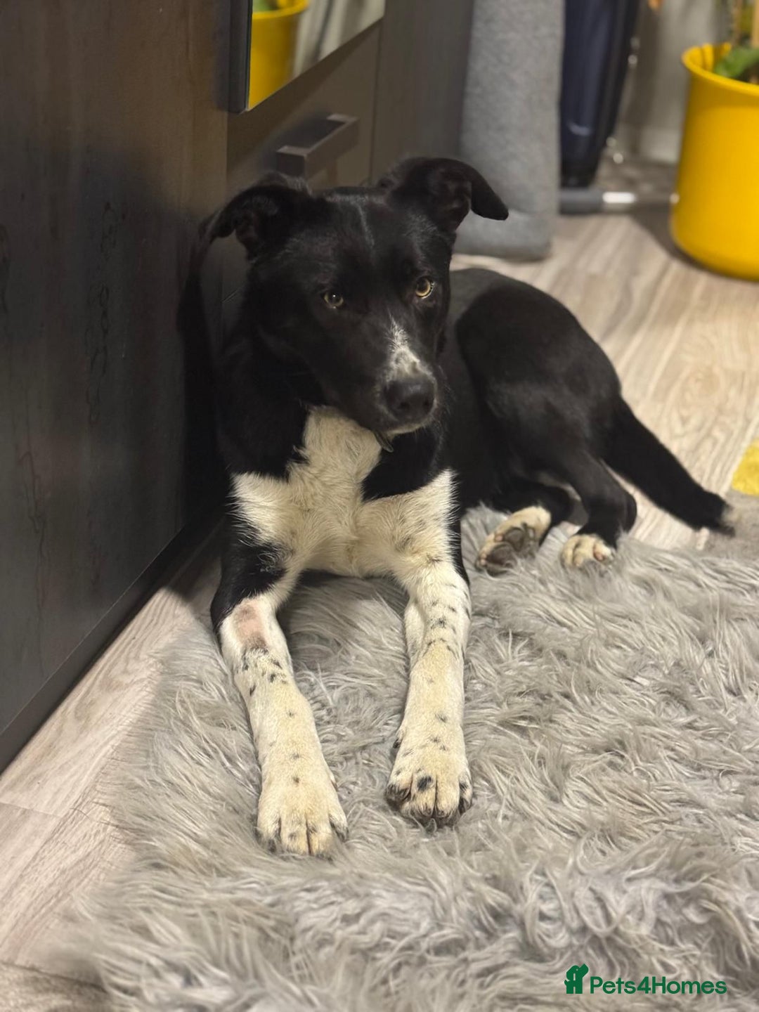 Mixed Breed dogs for adoption: Gorgeous Maylo looking for love - Advert 11