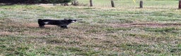 Goats livestock for sale: 3 Pygmy goats wethers - Advert 3