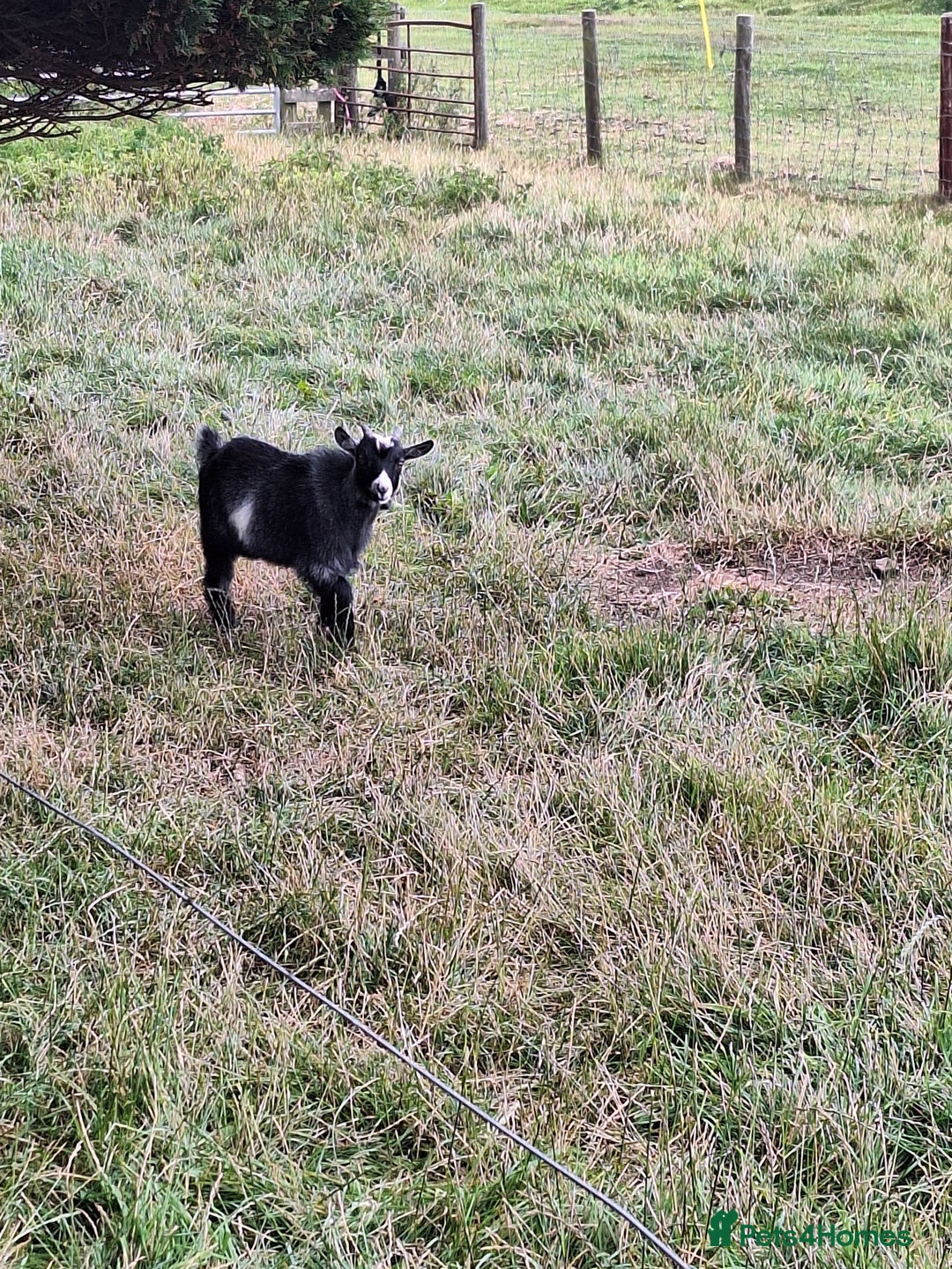 Goats livestock for sale: 3 Pygmy goats wethers - Image 3