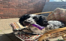English Springer Spaniel dogs for sale: Male Springer Spaniel, Serious people only!!!!!!  - Image 3