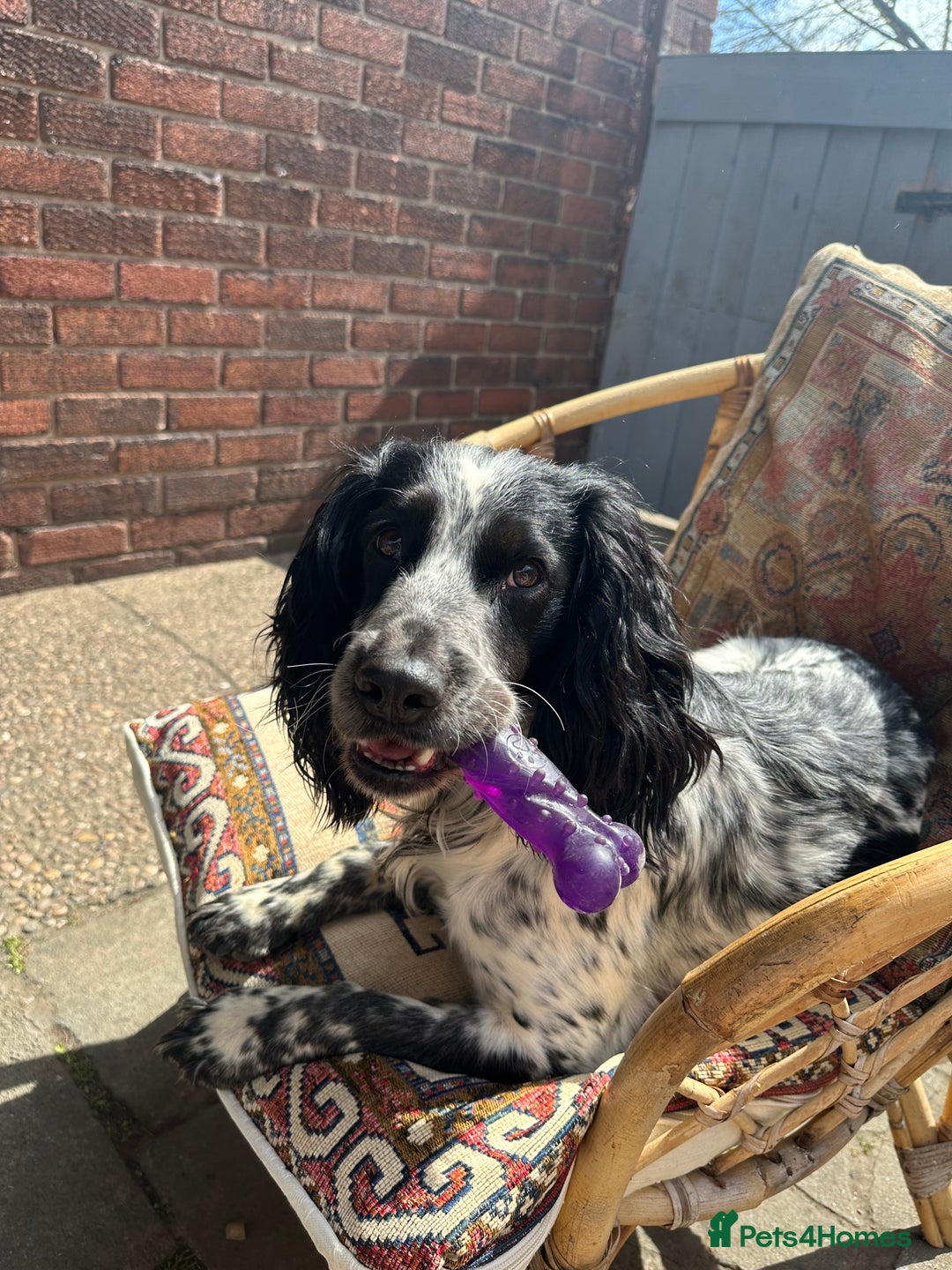 English Springer Spaniel dogs for sale: Male Springer Spaniel, Serious people only!!!!!!  - Image 3