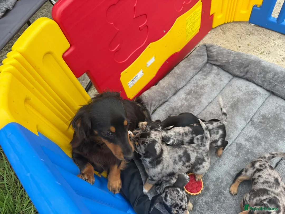 Jackshund dogs for sale: Miniature dachshund x jack Russell puppies  - Advert 2