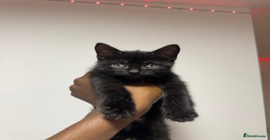 Mixed Breed cats - Advert 6